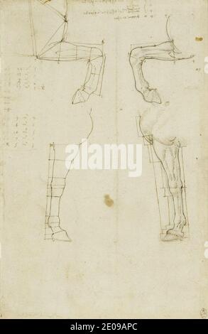 Leonardo da Vinci - gambe anteriori di cavalli divise dalle linee c.1517-18. Foto Stock