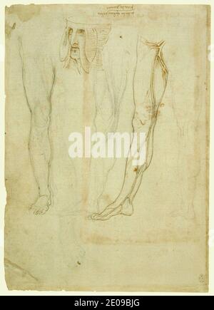 Leonardo da Vinci - recto i vasi della gamba, e una testa mostruosa. Foto Stock
