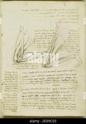 Leonardo da Vinci - recto i muscoli della gamba. Foto Stock