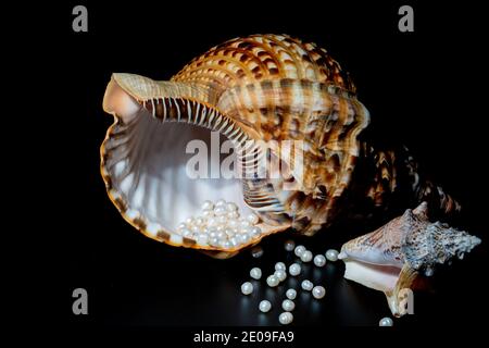 perline perline giacciono in una conchiglia di conchiglia, primo piano foto Foto Stock