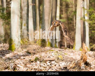 Ritratto od gufo comune in volo - Asio otus otus Foto Stock