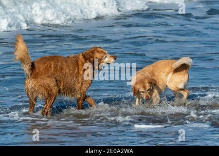 Una giornata trascorsa a giocare all'oceano ha due dorati retrievers in acqua Foto Stock