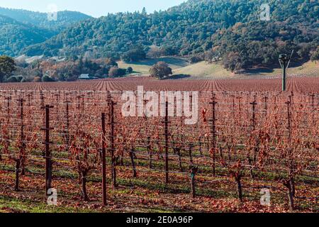 Vigneto di colore autunnale, rossi e rustici con sfondo verde collinare. Foto Stock