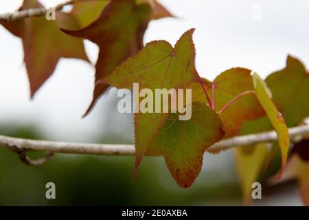 I platani sono alberi del genere Platanus, della famiglia platanaceae, originari dell'Eurasia e del Nord America. Sono tipici del subtr Foto Stock