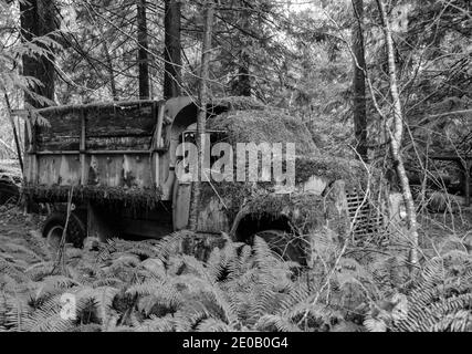 Vecchi camion arrugginiscono nella foresta con muschio e alberi intorno a loro Foto Stock