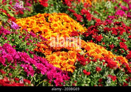 Strati di fiori colorati di crisantemo in arancione, rosso e viola Foto Stock