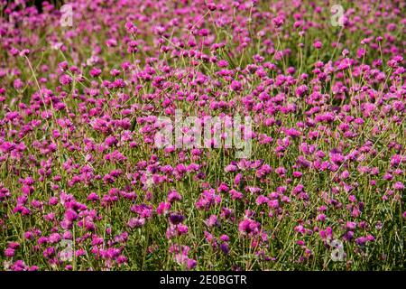 Un campo di Globe Amaranth minuscoli fiori viola Foto Stock