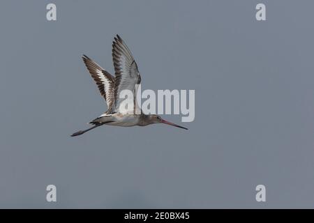 godwit dalla coda nera (Limosa limosa) in volo al santuario degli uccelli nalsarovar. Foto Stock