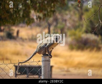 Primo piano foto di una scimmia di vervetto che si trova su un Recinzione in Sud Africa Foto Stock