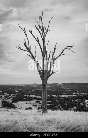 Un vecchio albero senza frondosi all'Huon Hill Lookout, Wodonga, Victoria. Foto Stock