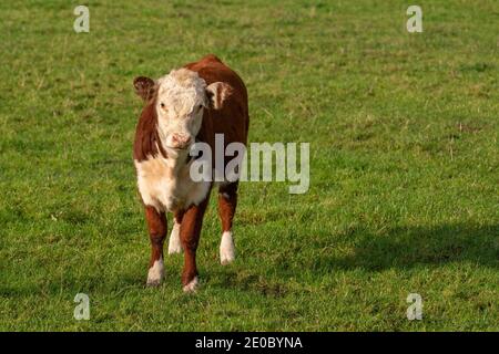 Piccolo vitello bianco e bruno con gli occhi bellissimi pascolano su un prato verde, il tema degli animali da fattoria Foto Stock