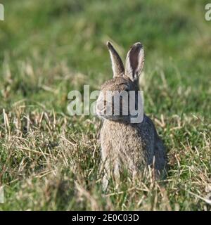 Un giovane coniglio europeo (Oryctolagus cuniculus), seduto in posizione eretta in erba, Cornovaglia, Inghilterra, Regno Unito. Foto Stock