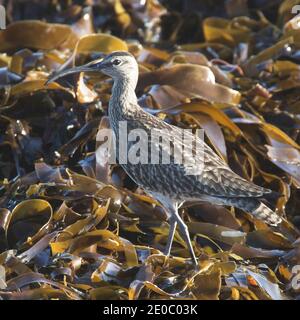 Whimbrel eurasiatico (Numenius phaeopus) che cammina su un letto di alghe, Cornovaglia, Inghilterra, Regno Unito. Foto Stock