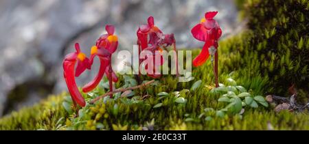 I bellissimi fiori rossi dell'endemica Utricularia menziesii in Stirling Range Nationalpark a nord di Albany nell'Australia Occidentale Foto Stock