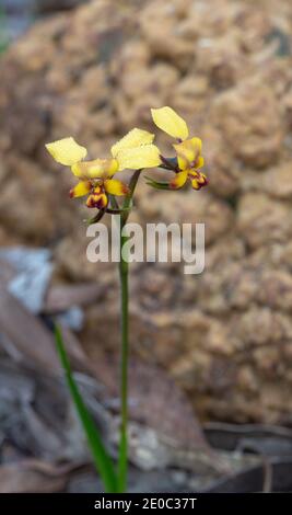 Fiori gialli del comune asino Orchidea Diuris corymbosa in Stirling Range Nationalpark nell'Australia Occidentale Foto Stock