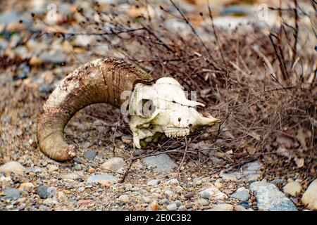 Un teschio di pecora bighorn su un letto di ghiaia a Troy, Montana. (Ovis canadensis) Regno: Animalia Phylum: Chordata Classe: Mammalia Ordine: Artiodactyla Fami Foto Stock