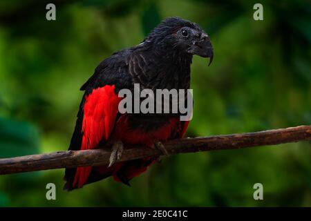 Pappagallo Pesquet, Psittrichas fulgido, uccello raro della Nuova Guinea. Pappagallo brutto rosso e nero nell'habitat naturale, foresta verde scuro. Scena faunistica fr Foto Stock