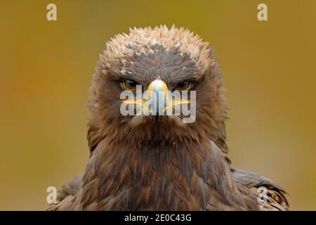 Dettaglio ritratto dell'uccello. Steppe Eagle, Aquila nipalensis, seduta sul prato, foresta in background. Scena della fauna selvatica dalla natura. Ritratto dettagliato di eag Foto Stock