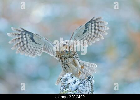 Volare gufo nella foresta innevata. Scena d'azione con l'eurasiatico Tawny Owl, Strix aluco, con bella foresta innevata sfocata in background. Foto Stock