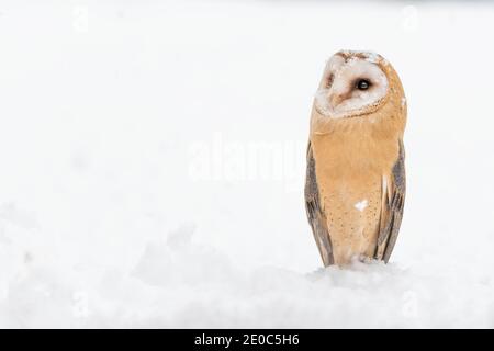 Gufo di granaio nella stagione invernale (Tyto alba) Foto Stock