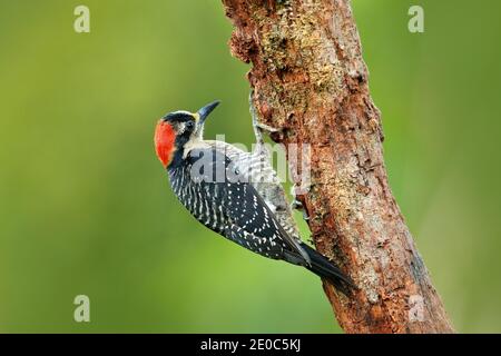 Picchio di Costa Rica, Picchio di pecora nera, Melanerpes pucherani, seduto sul tronco dell'albero con foro di nidificazione, uccello nell'habitat naturale, C. Foto Stock