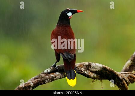 Montezuma Oropendola, Psarocolius montezuma, ritratto di uccello esotico del Costa Rica, sfondo verde chiaro. Scena di fauna selvatica dalla natura tropicale, bir Foto Stock