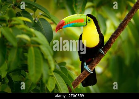 Toucan seduta sul ramo nella foresta, vegetazione verde. Vacanza natura in America centrale. Toucan, Ramphastos sulfuratus, con fatturazione a chiglia. Wil Foto Stock