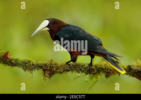 Tropic uccello con frutta nel disegno. Oropendola a testa di castagno, Psarocolius wagleri, ritratto di uccello esotico del Costa Rica, sfondo verde chiaro. Foto Stock