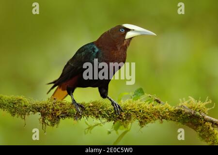 Tropic uccello con frutta nel disegno. Oropendola a testa di castagno, Psarocolius wagleri, ritratto di uccello esotico del Costa Rica, sfondo verde chiaro. Foto Stock