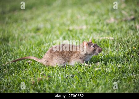 Vista laterale di un ratto sudafricano vlei (Otomys irroratus) seduto sull'erba verde Foto Stock