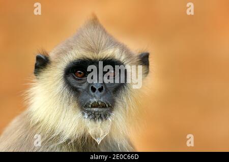 Fauna selvatica dello Sri Lanka, dettaglio ritratto di scimmia Langur comune, Semnopithecus entellus. La Monkey si dirige verso l'edificio in mattoni arancioni, la fauna selvatica urbana. Foto Stock