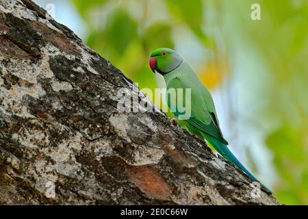 Uccello verde seduto su tronco d'albero con foro di nidificazione. Nesting Parakeet rosa-ringed, Psittacula krameri, bel pappagallo nella natura verde foresta habi Foto Stock