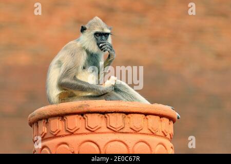 Fauna selvatica dello Sri Lanka, dettaglio ritratto di scimmia Langur comune, Semnopithecus entellus. La Monkey si dirige verso l'edificio in mattoni arancioni, la fauna selvatica urbana. Foto Stock