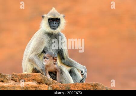 Fauna selvatica dello Sri Lanka, dettaglio ritratto di scimmia Langur comune, Semnopithecus entellus. La Monkey si dirige verso l'edificio in mattoni arancioni, la fauna selvatica urbana. Foto Stock