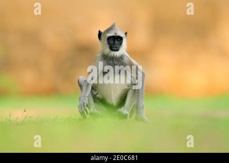 Fauna selvatica dello Sri Lanka, dettaglio ritratto di scimmia Langur comune, Semnopithecus entellus. La Monkey si dirige verso l'edificio in mattoni arancioni, la fauna selvatica urbana. Foto Stock