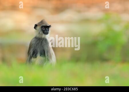 Fauna selvatica dello Sri Lanka, dettaglio ritratto di scimmia Langur comune, Semnopithecus entellus. La Monkey si dirige verso l'edificio in mattoni arancioni, la fauna selvatica urbana. Foto Stock