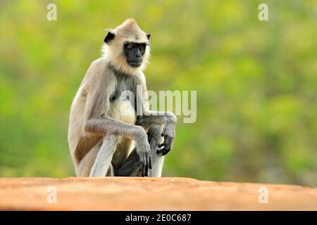 Fauna selvatica dello Sri Lanka, dettaglio ritratto di scimmia Langur comune, Semnopithecus entellus. La Monkey si dirige verso l'edificio in mattoni arancioni, la fauna selvatica urbana. Foto Stock