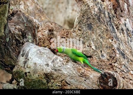 Uccello verde seduto su tronco d'albero con foro di nidificazione. Nesting Parakeet rosa-ringed, Psittacula krameri, bel pappagallo nella natura verde foresta habi Foto Stock