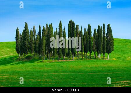 Campo verde con cielo blu scuro con nuvole bianche e alberi, paesaggio dalla Toscana, Italia. Prato verde estivo con cipressi. Foto Stock