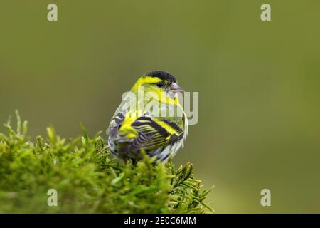 Songbird nell'habitat. Eurasian Siskin, Carduelis spinus, songbird seduto sul ramo con muschio verde con, sfondo chiaro, Germania. Foto Stock