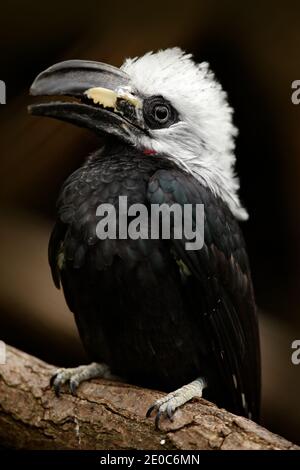 Hornbill nell'habitat naturale. Western Long-tailed Hornbill, Horizocerus albocristate, seduto sul ramo nella foresta tropicale in Africa centrale Foto Stock