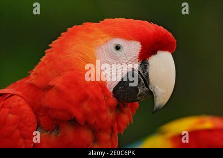 Ritratto del grande pappagallo Scarlet Macaw, Ara macao, in habitat forestale. Amore dell'uccello. Due uccelli rossi seduti sul ramo, Costa Rica. Scena di amore della fauna selvatica da t Foto Stock
