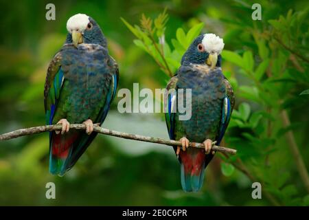 Coppia di uccelli, Pionus bianco-coronato verde e grigio, Parrot bianco-capped, Pionus senilis, in Costa Rica. Corteggiamento nella natura, nelle fortune tropicali Foto Stock