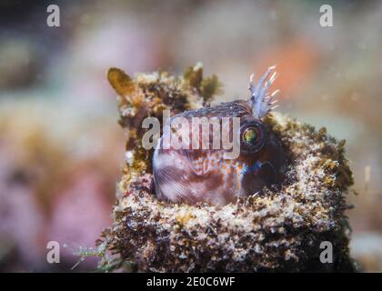 Piccolo pesce bizzarro (Parablennius cornutus) sbucciando la testa da una vecchia bottiglia sul reef Foto Stock