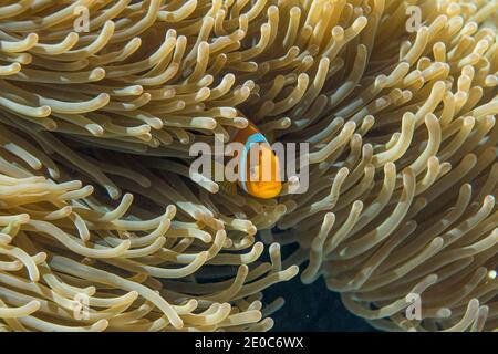 Anemonefish di Blackfoot; nigripes di Amphiprion; in Anemone; Maldive Foto Stock