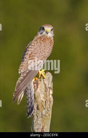 Kestrel comune, Falco tinnunculus, piccolo uccello di preda seduto sul tronco dell'albero, Svezia. Foto Stock