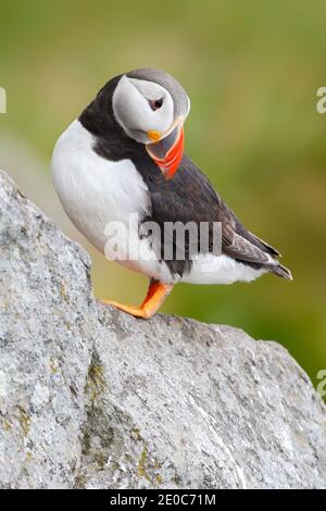 Uccelli marini dall'Islanda. Carino uccello sulla scogliera rocciosa. Atlantic Puffin, Fratercola artica, artico uccello carino bianco e nero con becco rosso seduto sul Foto Stock