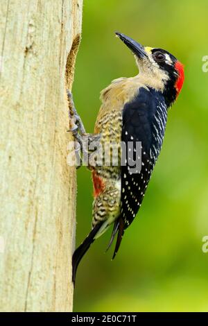 Uccello dal Costa Rica. Picchio nero-cheepked, Melanerpes pucherani, seduto sul ramo con cibo, Panama. Scena della fauna selvatica dalla natura. Foto Stock