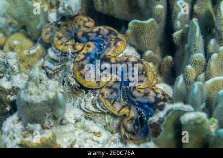 Clam gigante; Tridacna gigas; Blu; Maldive Foto Stock