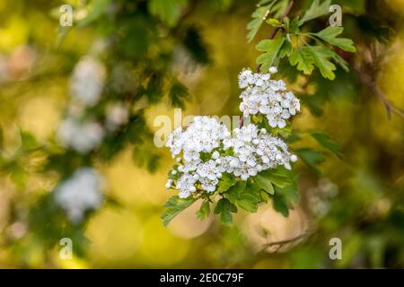 Hawthorn; Crataegus monogyna; Blossom; UK Foto Stock
